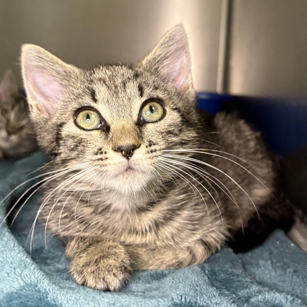 Enlarge Ethel, a Adoptable Domestic Short Hair in Arden, NC image 3/6