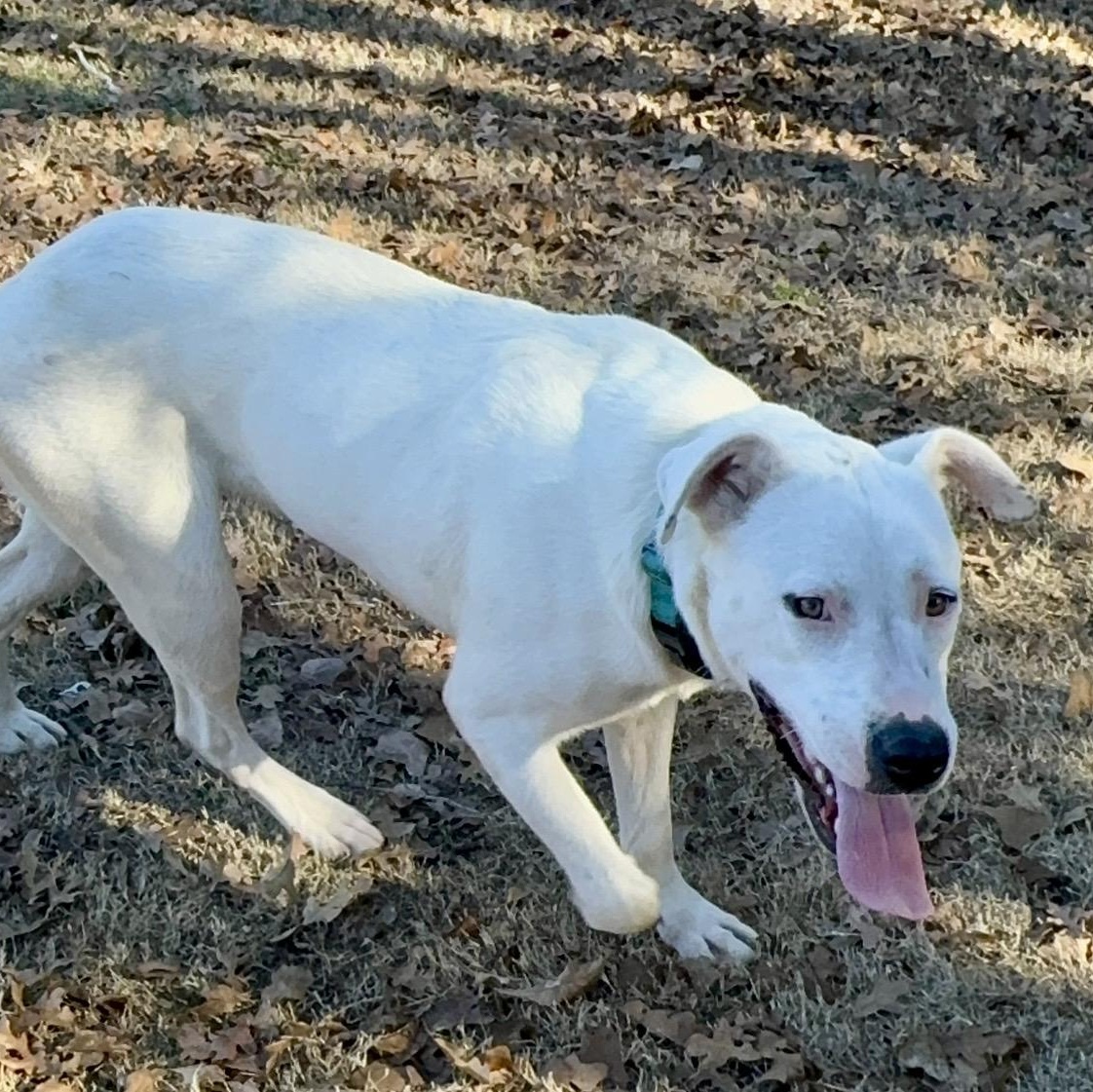 Enlarge Snow White , a ADOPTABLE mixed breed in Pelham, NH image 6/6