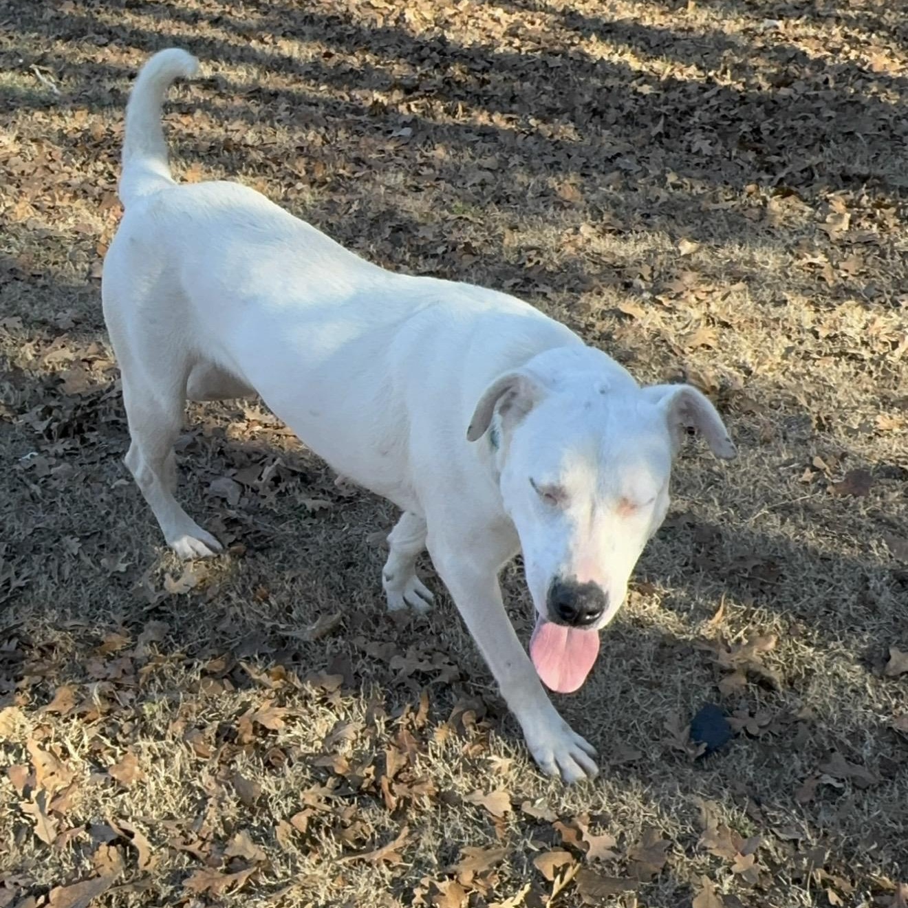 Enlarge Snow White , a ADOPTABLE mixed breed in Pelham, NH image 3/6