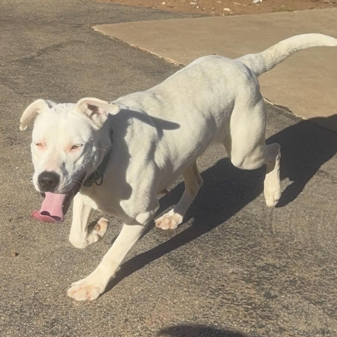 Enlarge Snow White , a ADOPTABLE mixed breed in Pelham, NH image 5/6