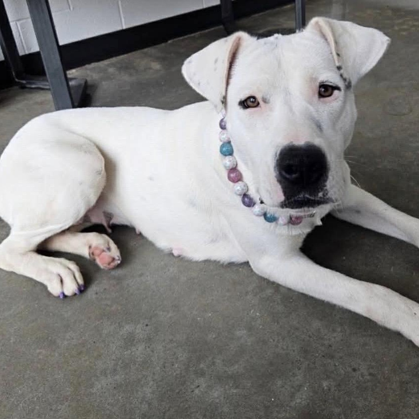 Enlarge Snow White , a ADOPTABLE mixed breed in Pelham, NH image 1/6