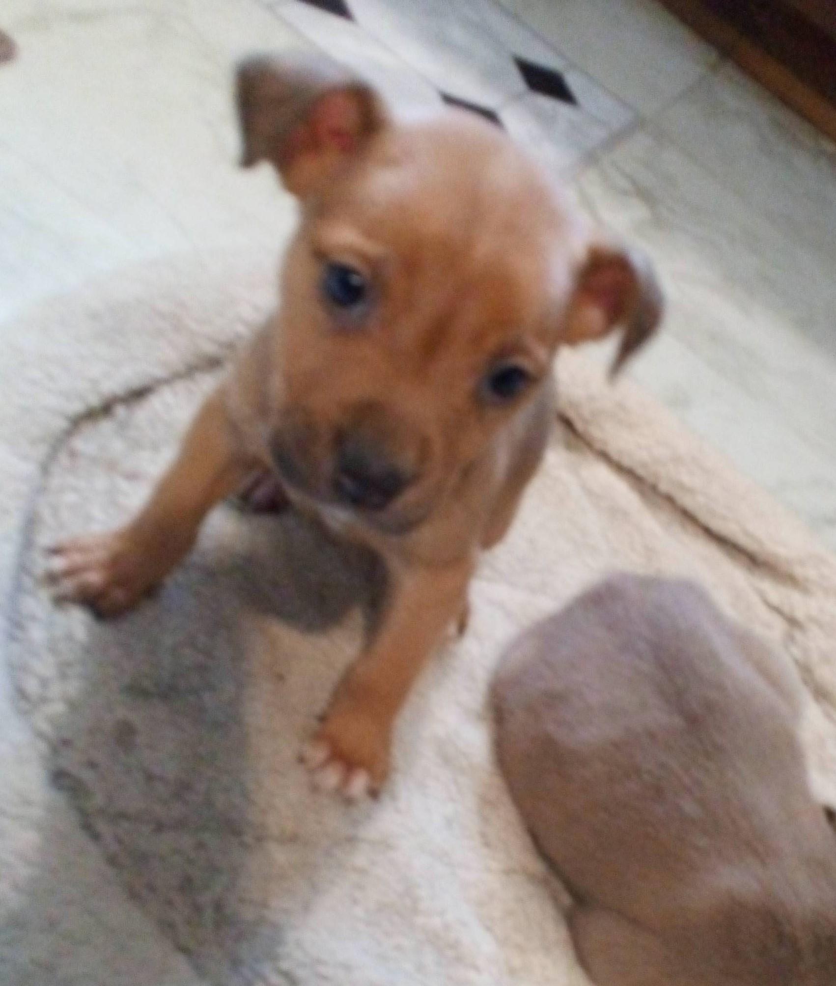 Lars, adopted, Puppy Male Weimaraner.