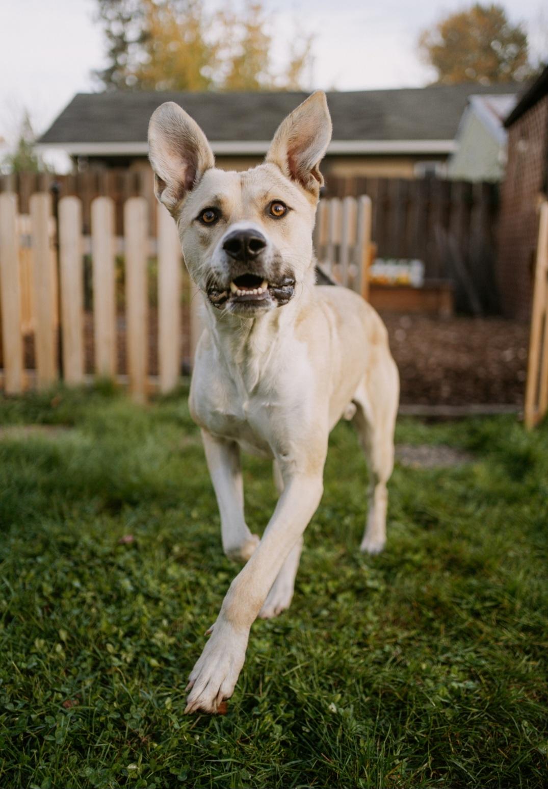 Buck, a Adoptable mixed breed in Junction City, OR image 3/6