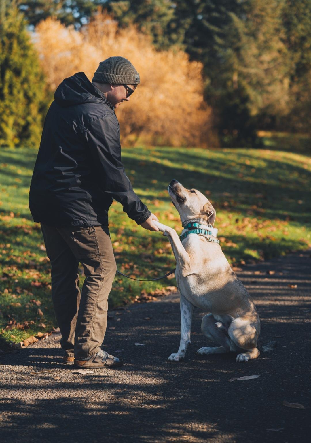 Buck, a Adoptable mixed breed in Junction City, OR image 4/6