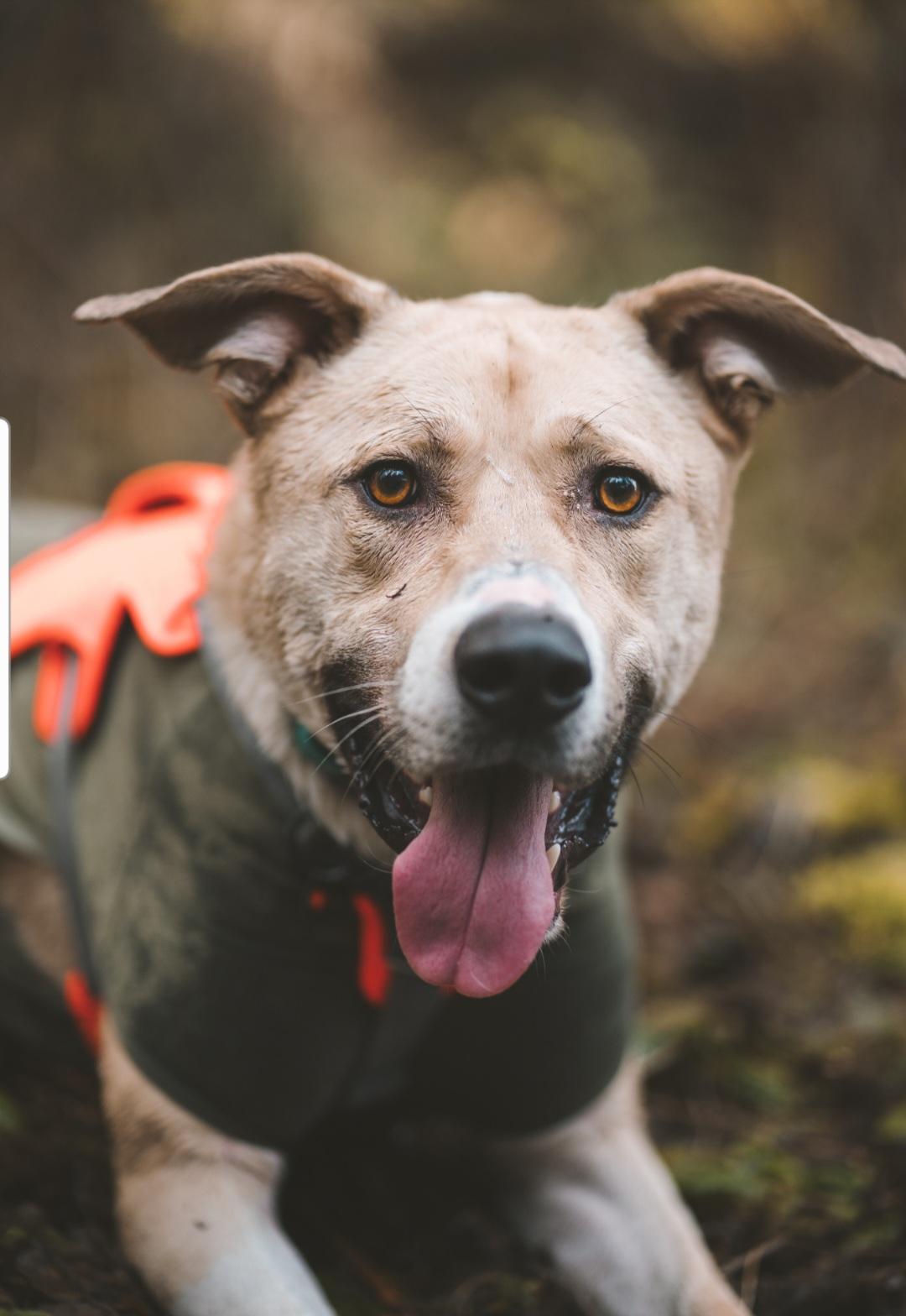 Buck, a Adoptable mixed breed in Junction City, OR image 1/6