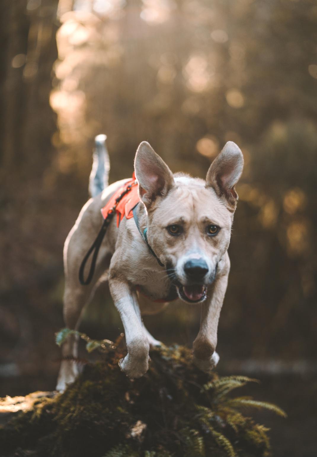 Buck, a Adoptable mixed breed in Junction City, OR image 2/6