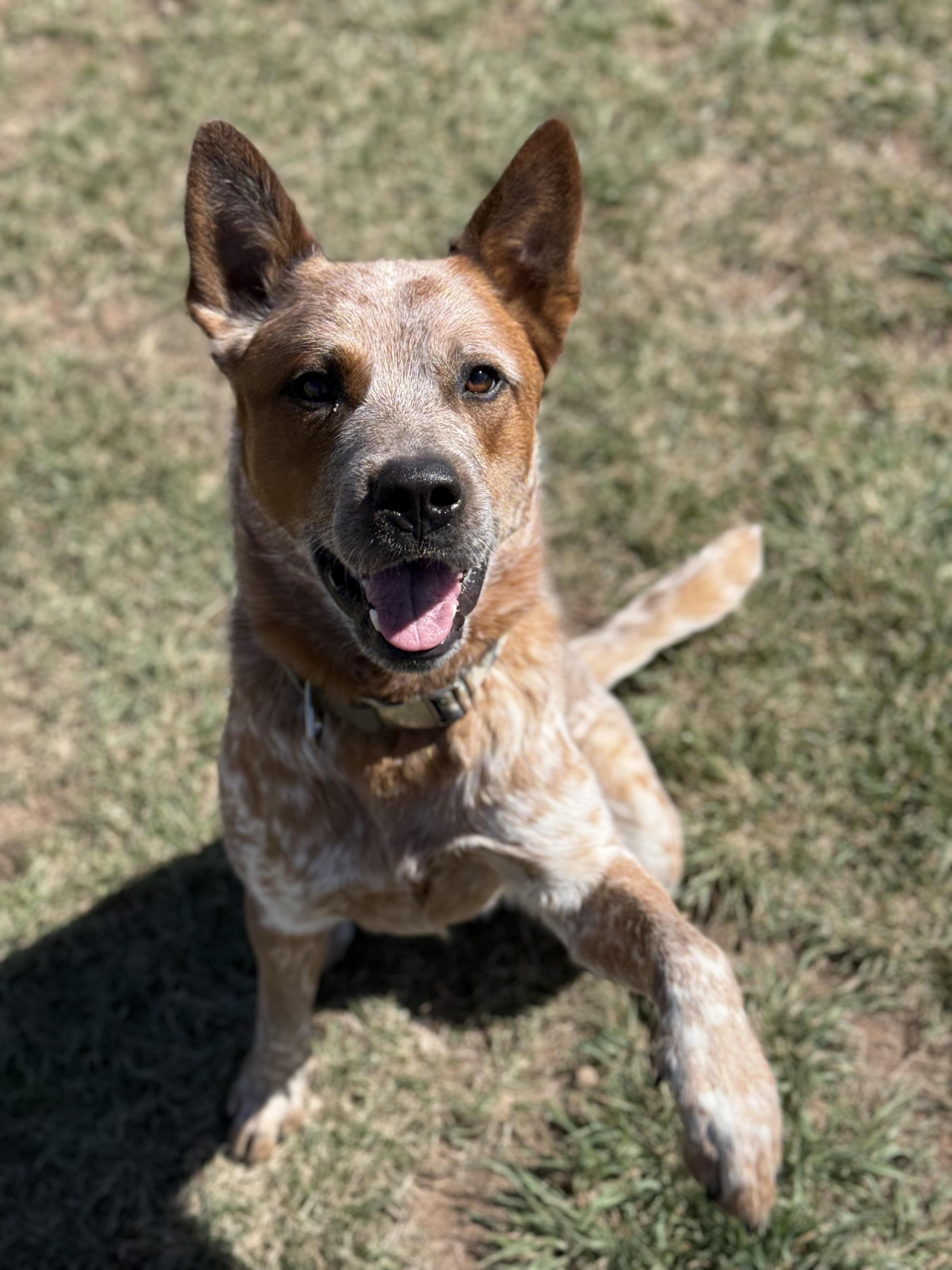 Enlarge Boss, an adoptable mixed breed in Eagle, CO image 1/6