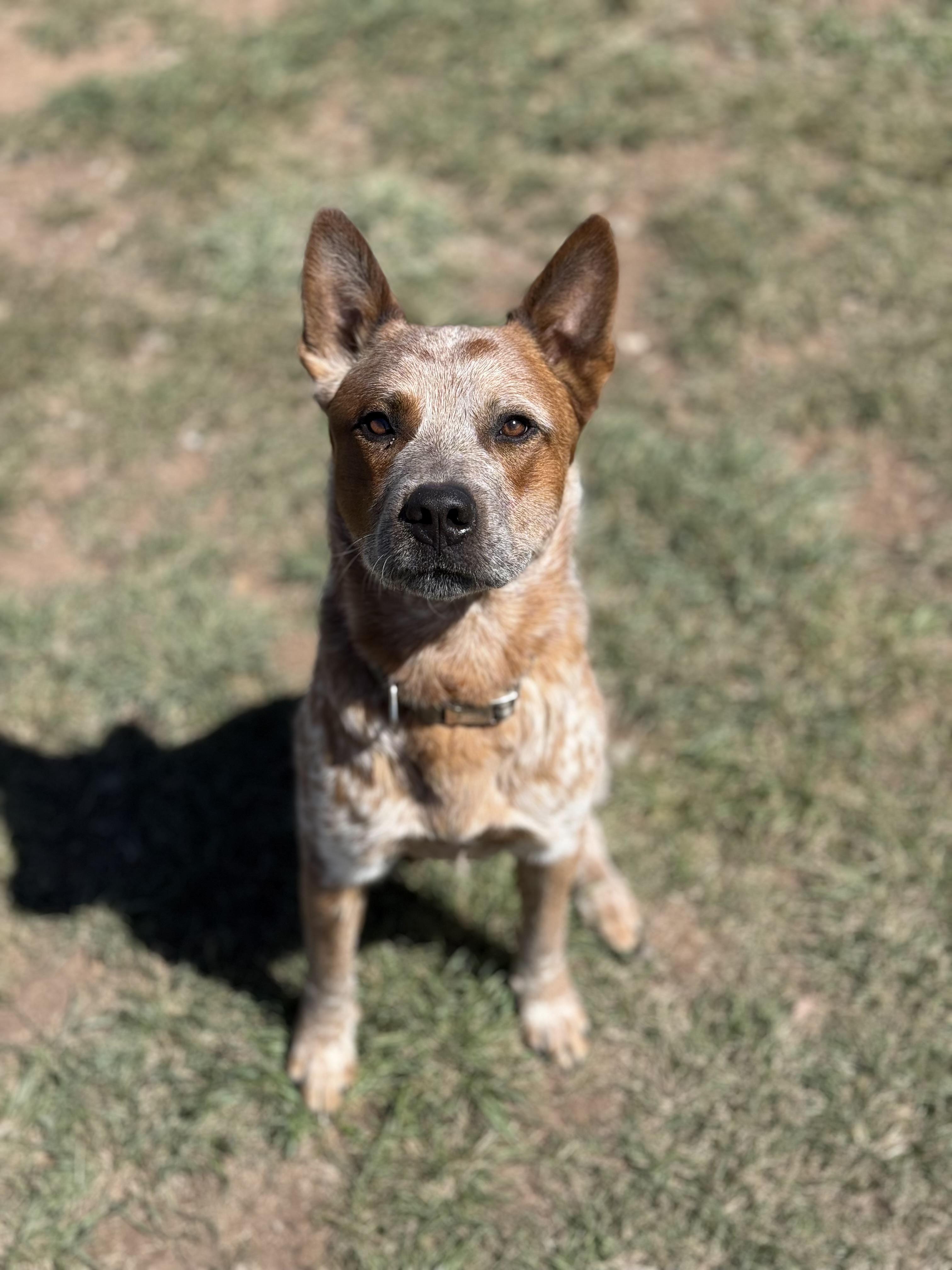 Enlarge Boss, an adoptable mixed breed in Eagle, CO image 3/6