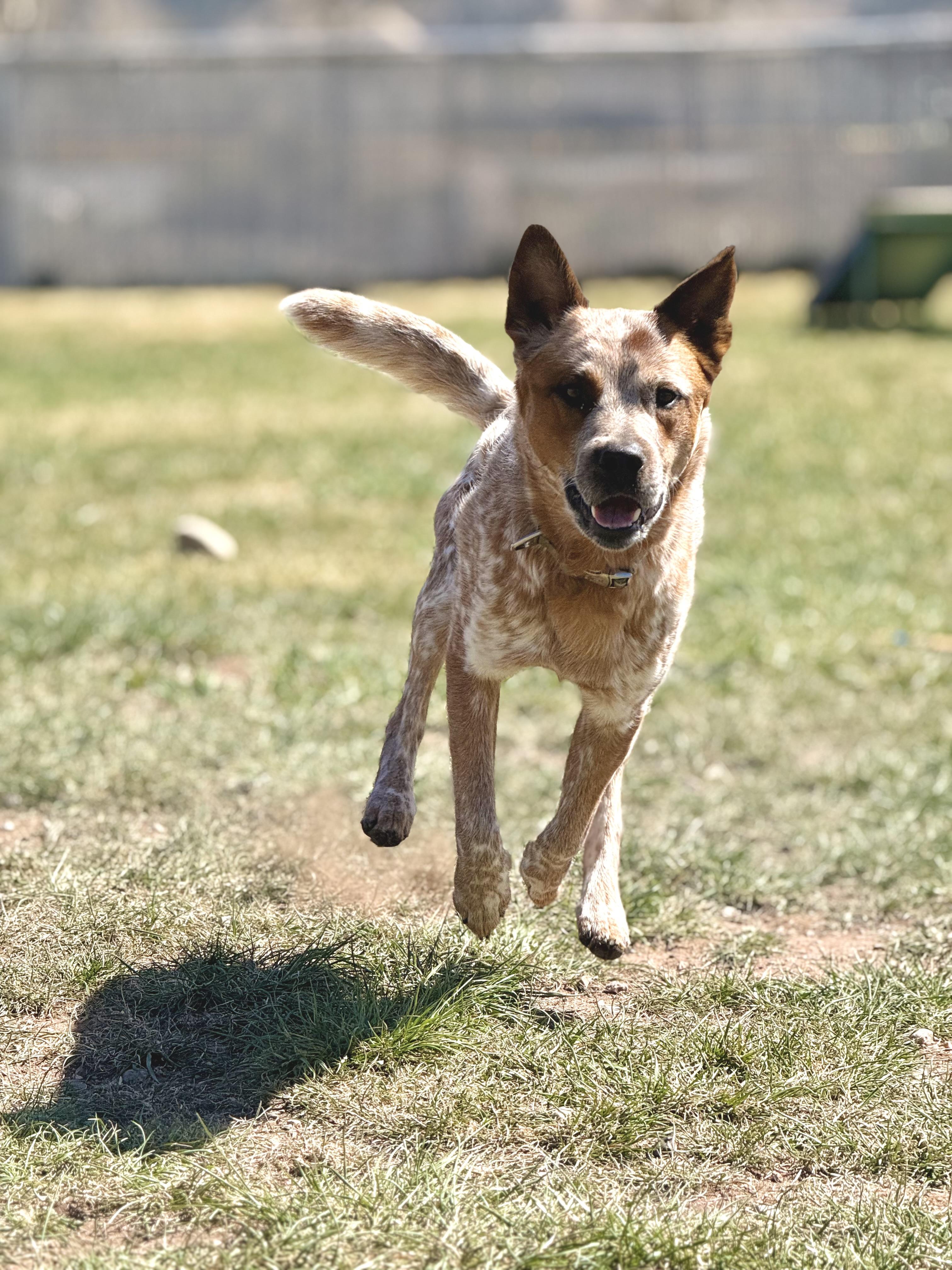 Enlarge Boss, an adoptable mixed breed in Eagle, CO image 5/6