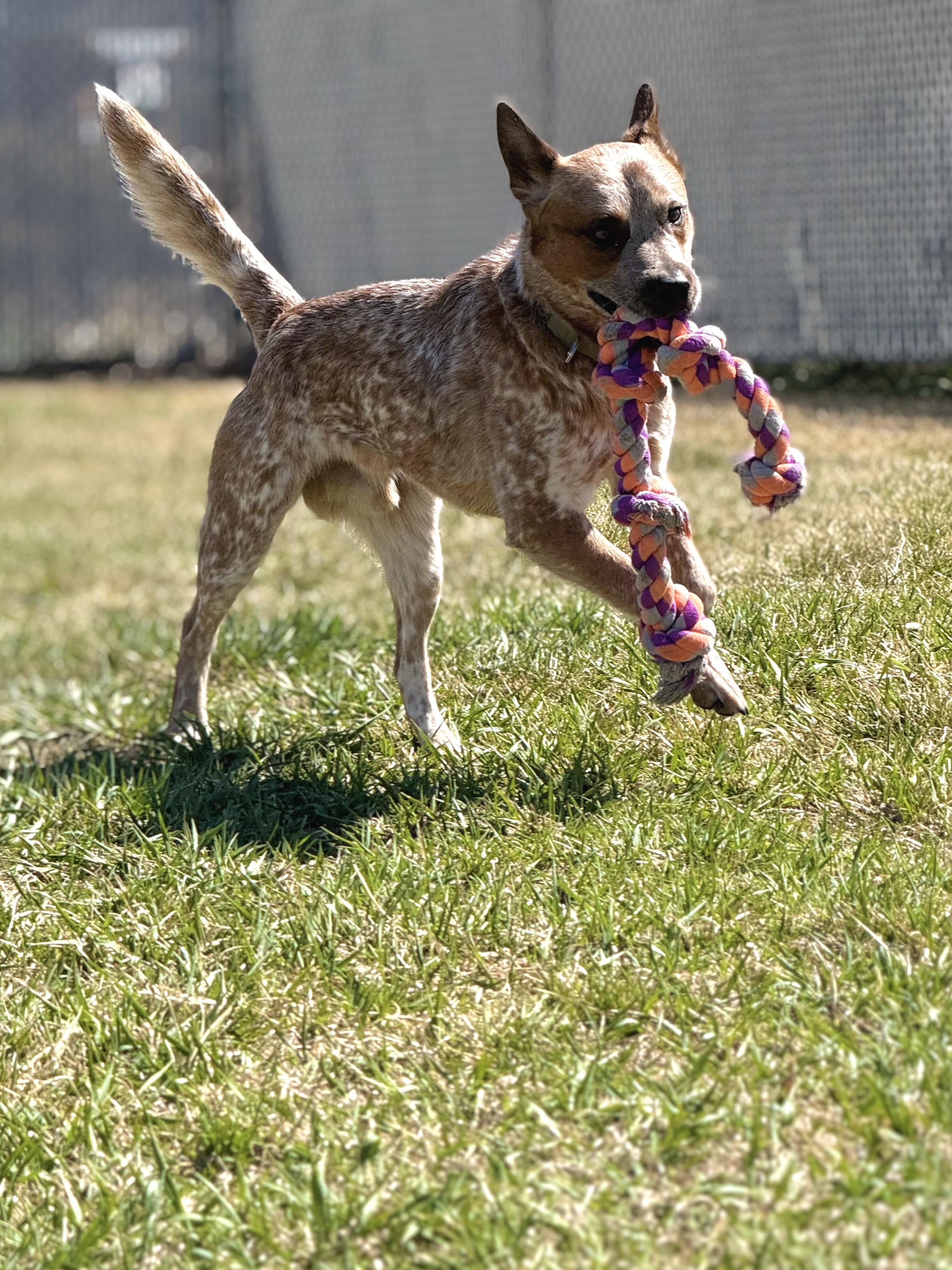 Enlarge Boss, an adoptable mixed breed in Eagle, CO image 6/6