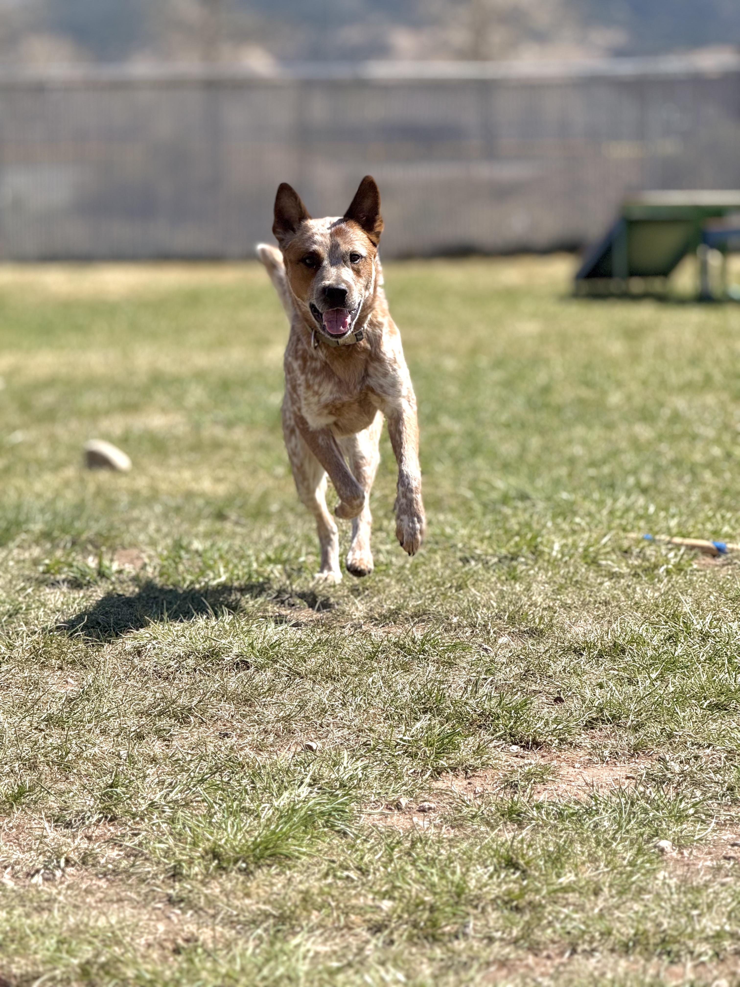 Enlarge Boss, an adoptable mixed breed in Eagle, CO image 4/6