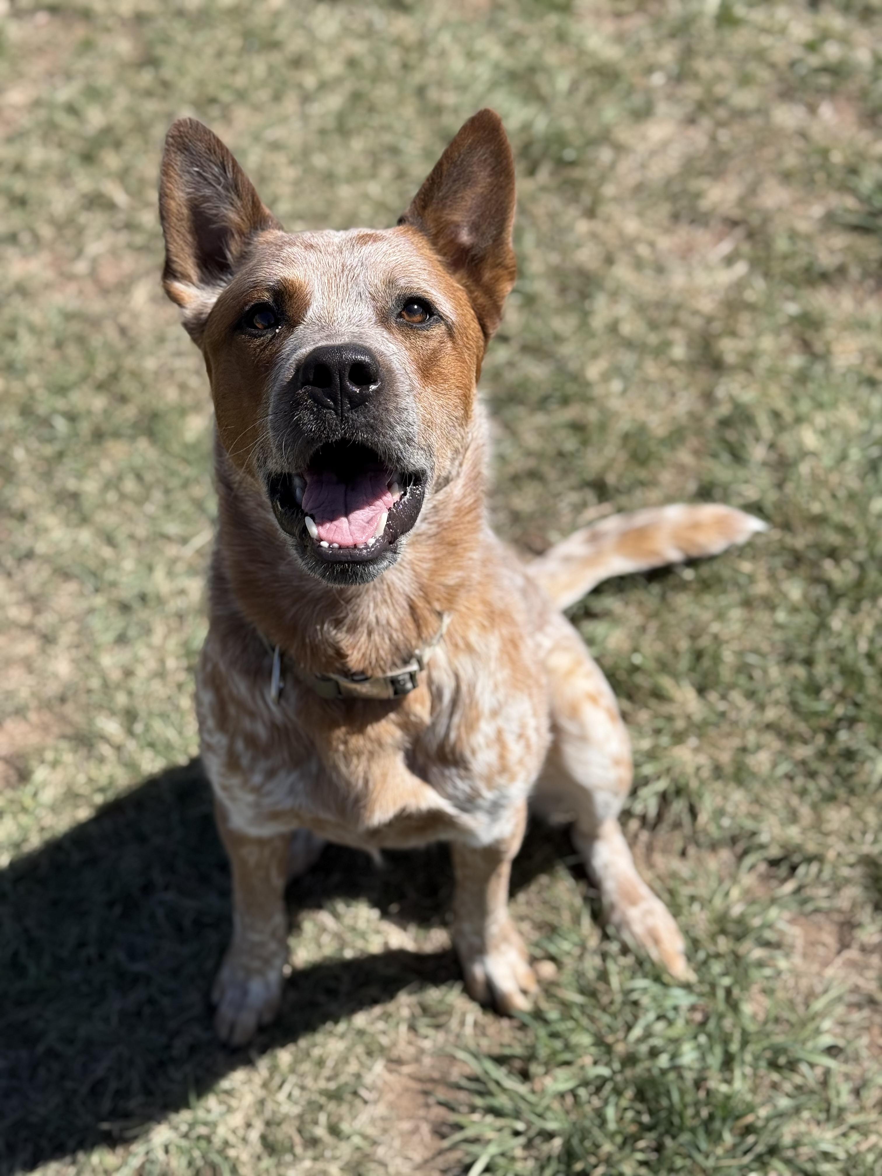 Enlarge Boss, an adoptable mixed breed in Eagle, CO image 2/6