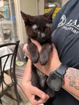 Ramona, ADOPTABLE, Young Female Domestic Short Hair.