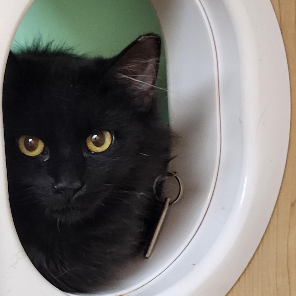 Abby, Adoptable, Young Female Domestic Short Hair & Domestic Short Hair.