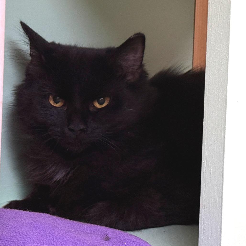 Enlarge Abby, a Adoptable mixed breed in Pittsburgh, PA image 2/3