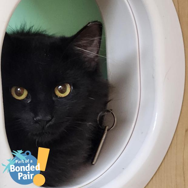 Enlarge Abby, a Adoptable mixed breed in Pittsburgh, PA image 3/3