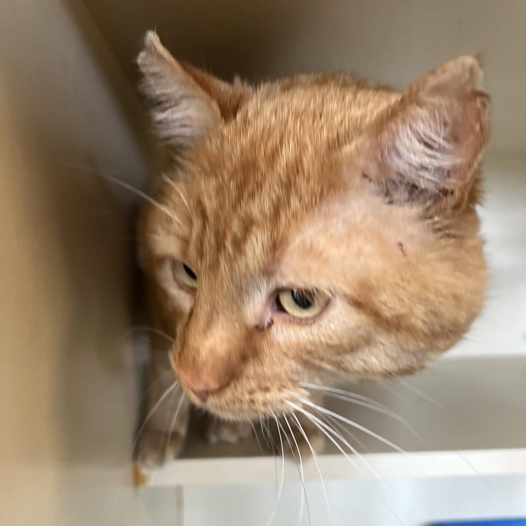 Enlarge Wally, a Adoptable Domestic Short Hair in Idaho Falls, ID image 1/3