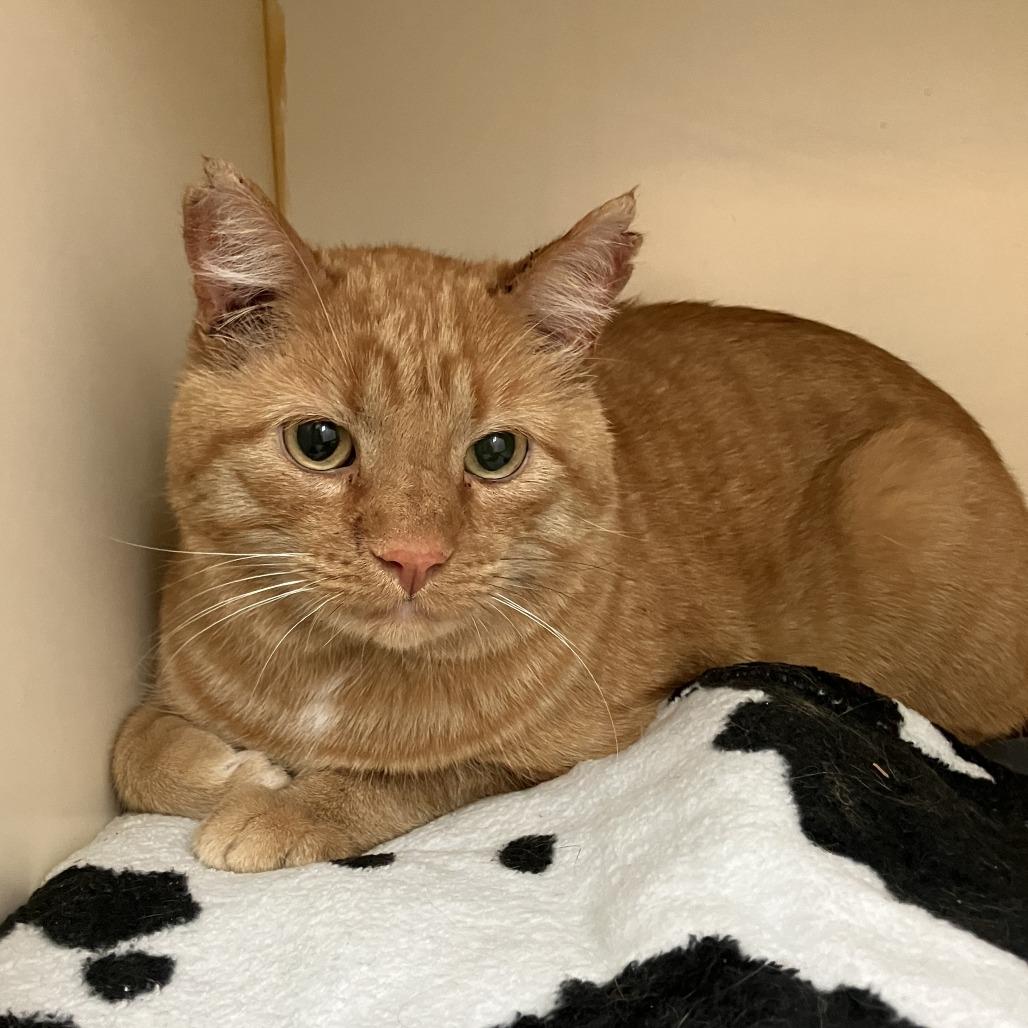 Enlarge Wally, a Adoptable Domestic Short Hair in Idaho Falls, ID image 2/3