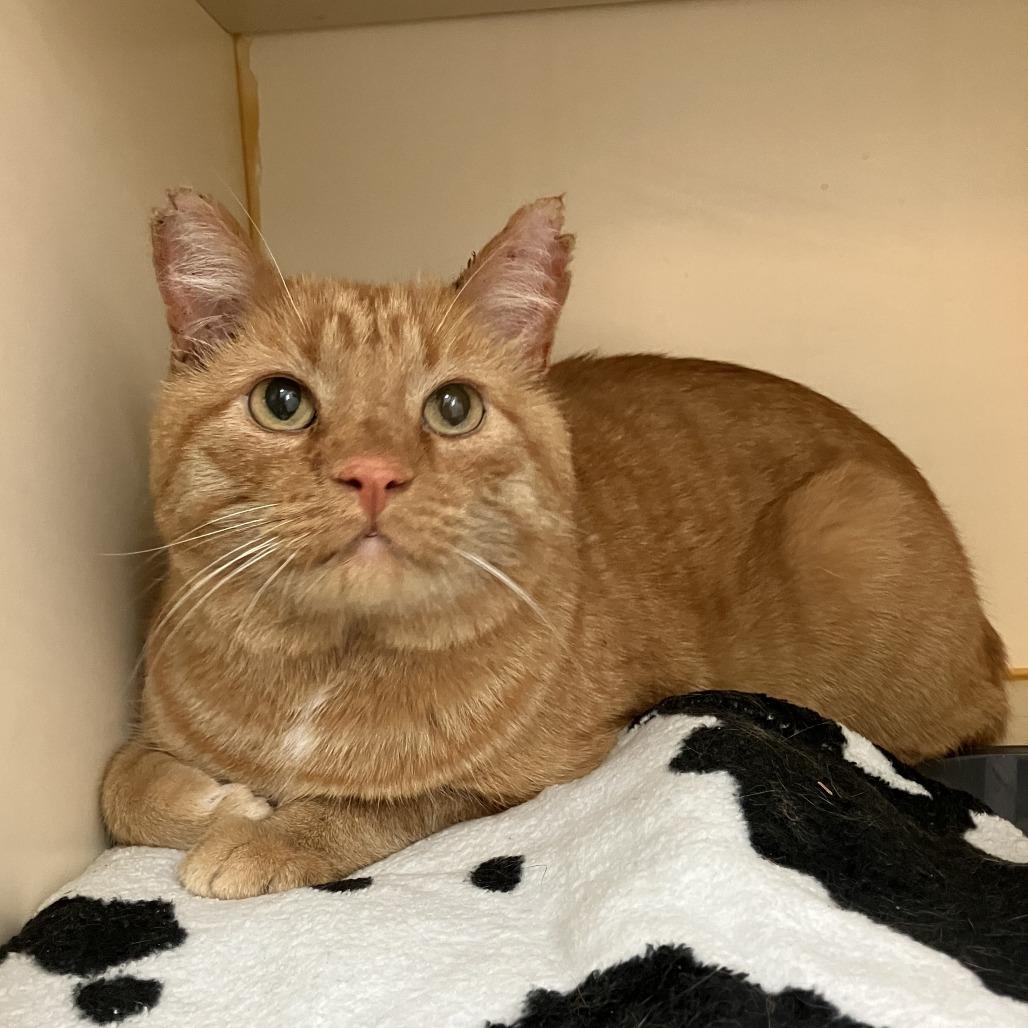 Enlarge Wally, a Adoptable Domestic Short Hair in Idaho Falls, ID image 3/3
