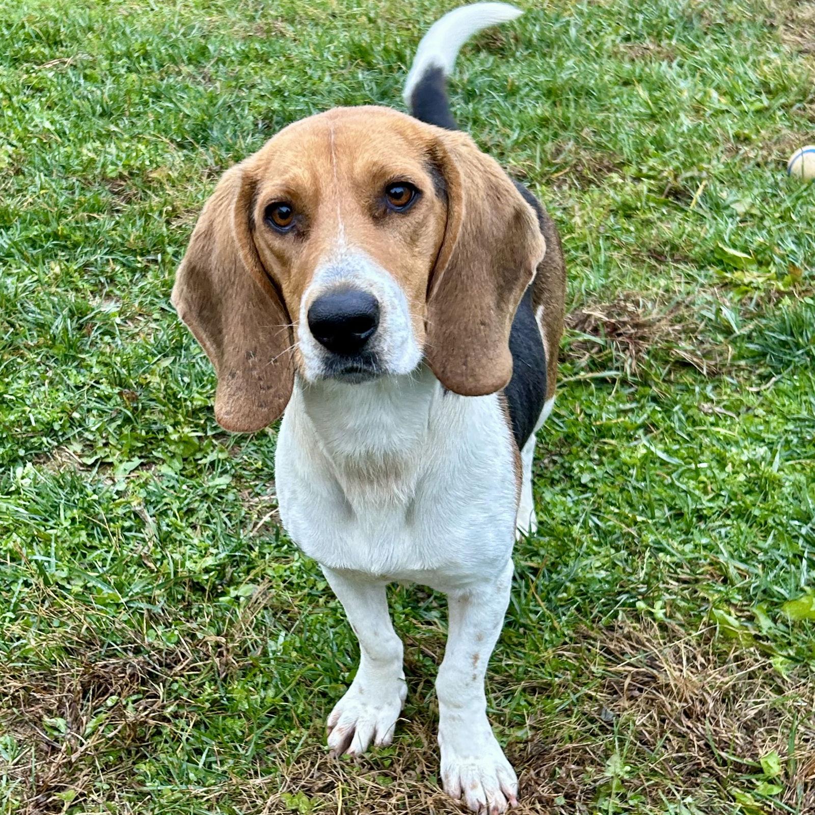 Lady 2025, Adoptable, Young Female Basset Hound & Beagle.