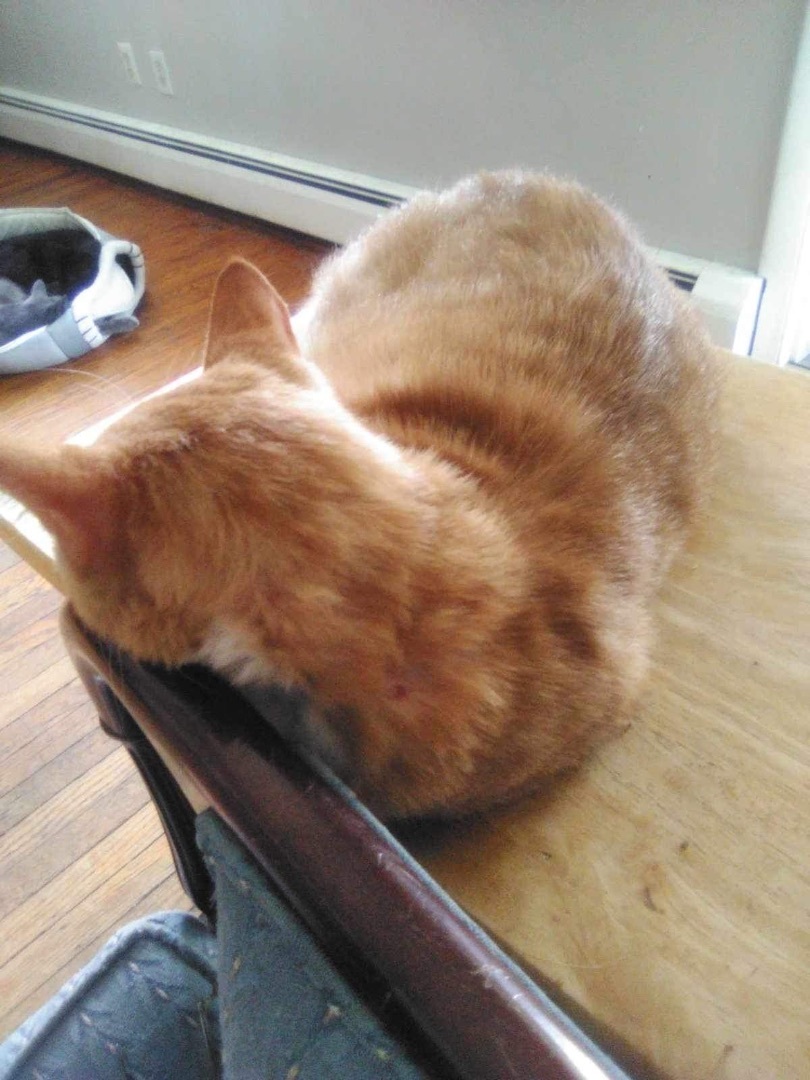 Enlarge Samantha- orange sweet female - single pet home , an adopted Domestic Short Hair in West Chester, PA image 1/6