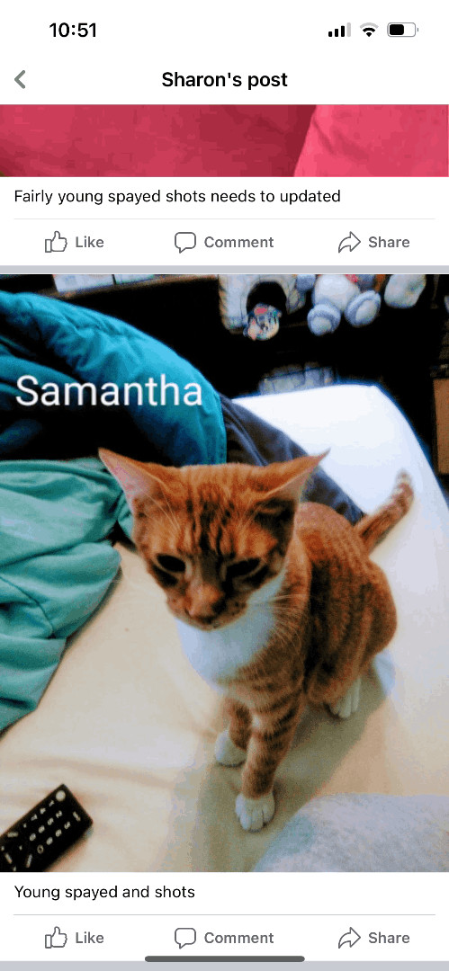 Enlarge Samantha- orange sweet female - single pet home , an adopted Domestic Short Hair in West Chester, PA image 2/6