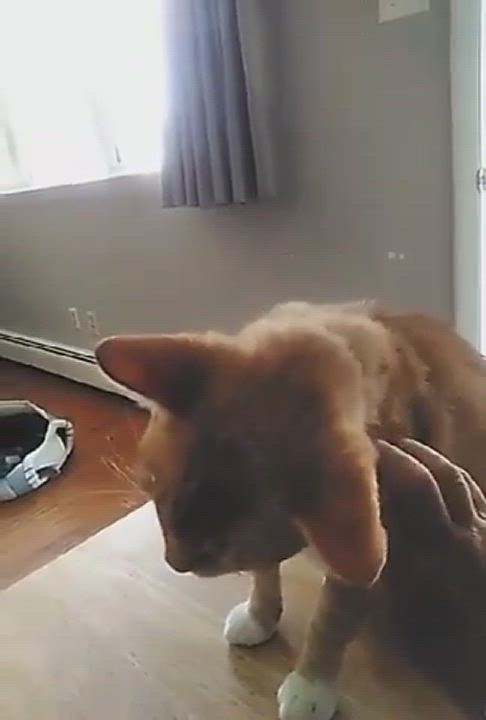 Enlarge Samantha- orange sweet female - single pet home , an adopted Domestic Short Hair in West Chester, PA video 5/6