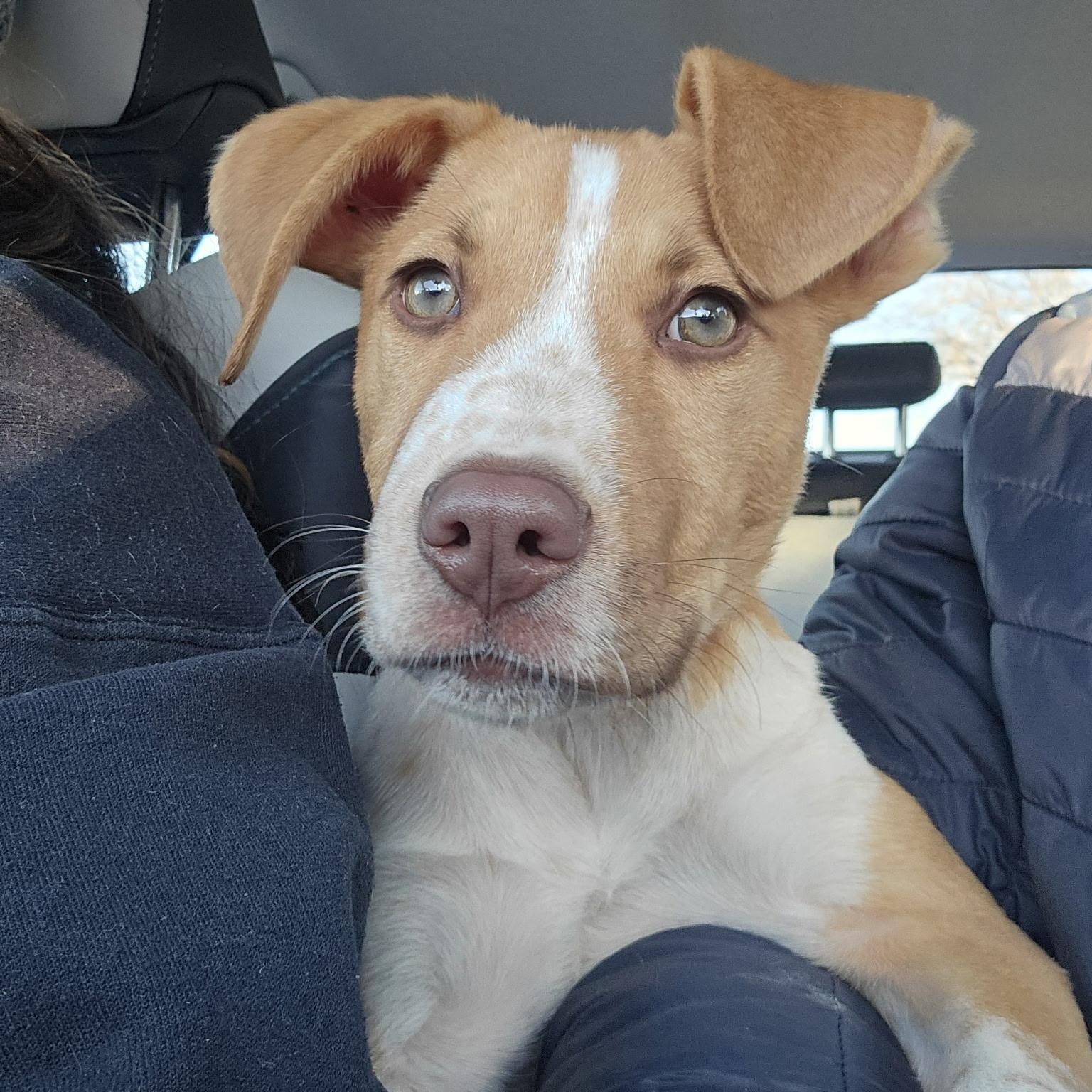 Enlarge Milo, a ADOPTABLE mixed breed in Fort Collins, CO image 2/6