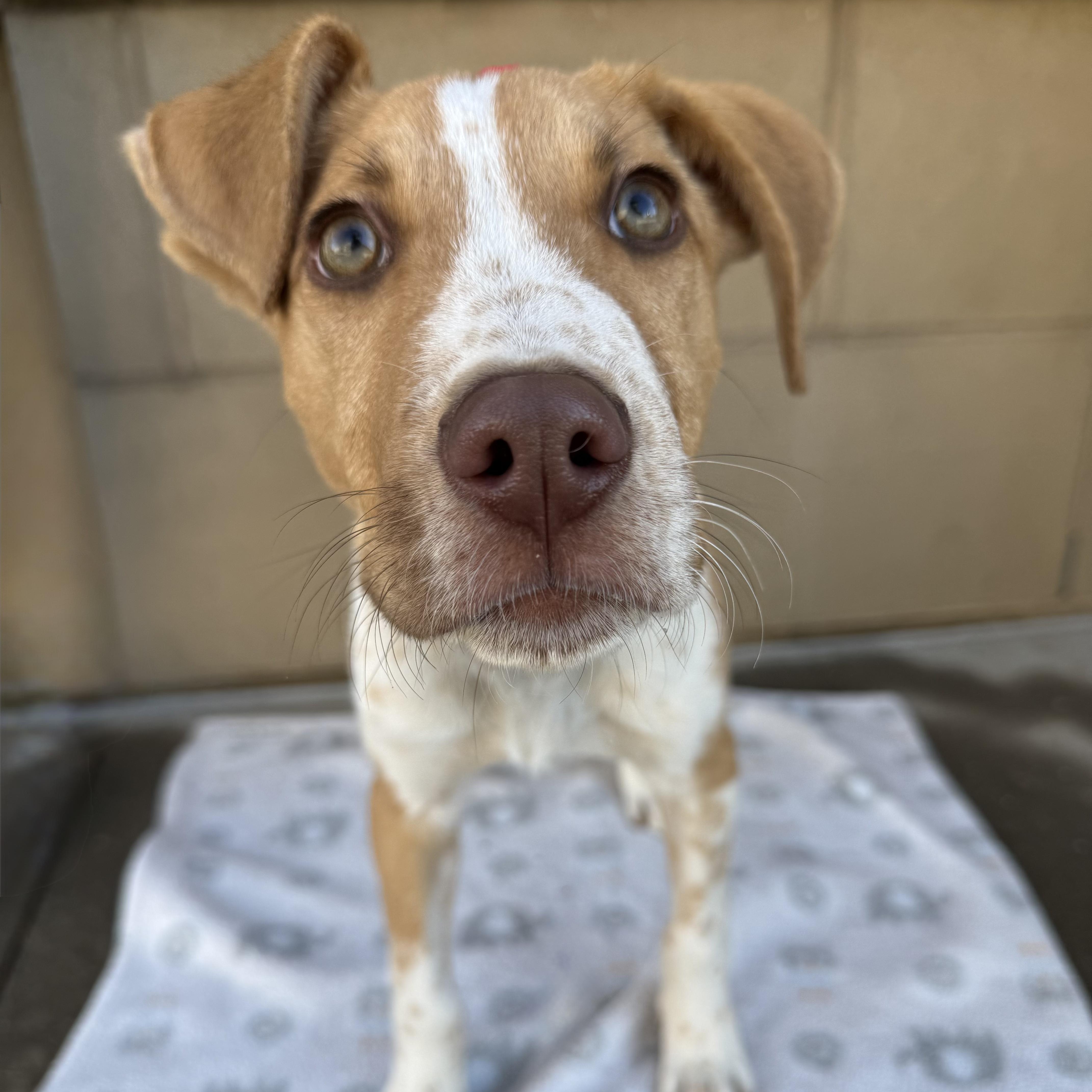 Enlarge Milo, a ADOPTABLE mixed breed in Fort Collins, CO image 3/6