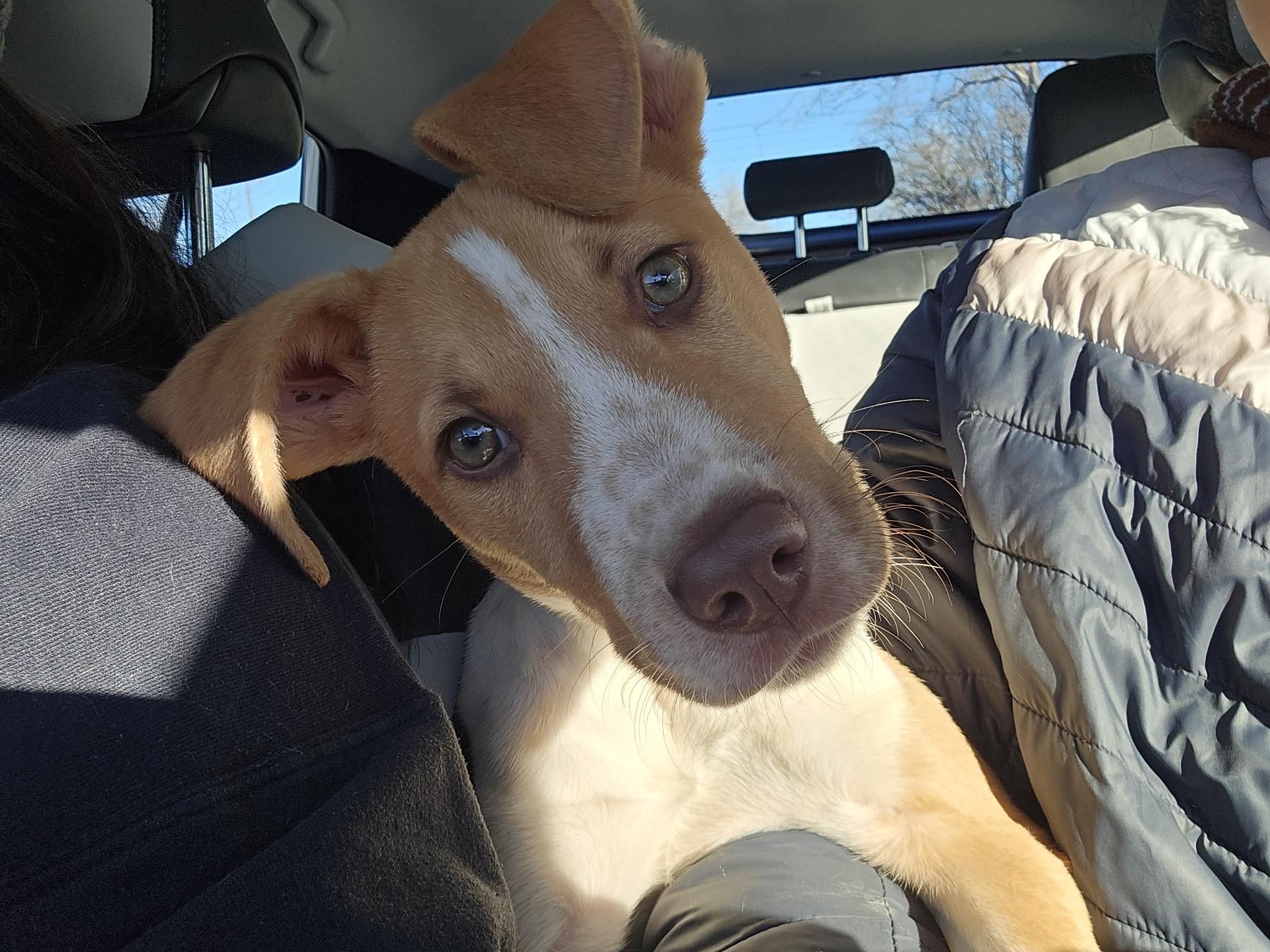 Enlarge Milo, a ADOPTABLE mixed breed in Fort Collins, CO image 5/6