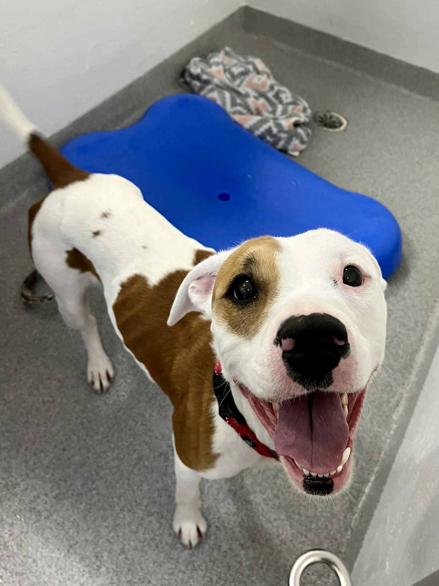 Enlarge Baby Girl , an adopted mixed breed in Moundsville, WV image 1/1