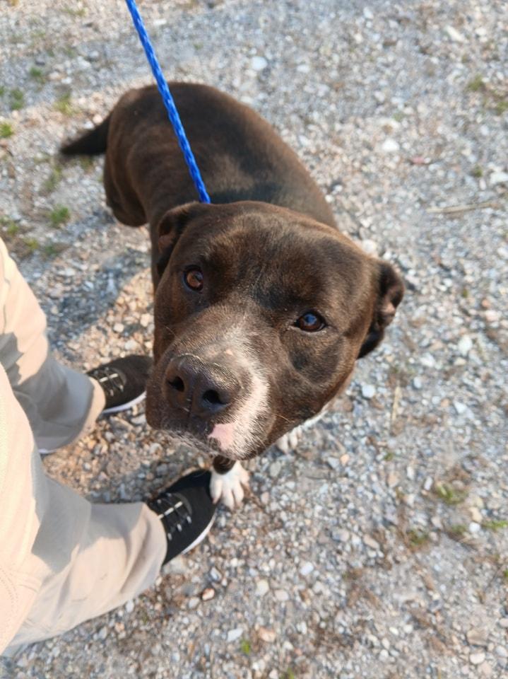 Enlarge Duke, a Adoptable mixed breed in Lonsdale, AR image 3/6