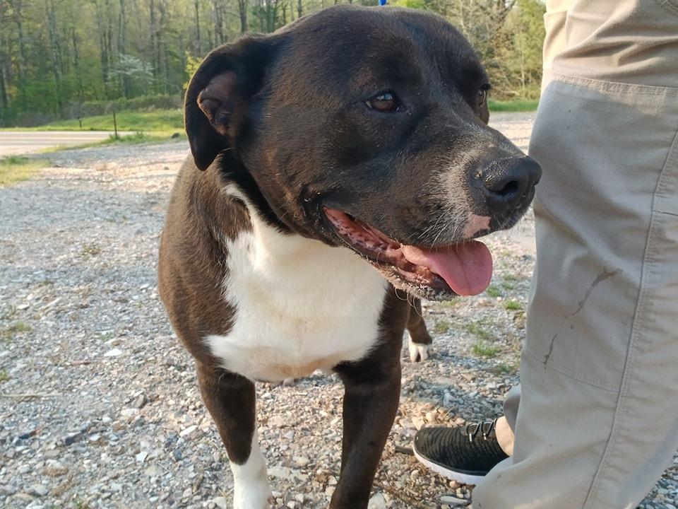 Enlarge Duke, a Adoptable mixed breed in Lonsdale, AR image 1/6