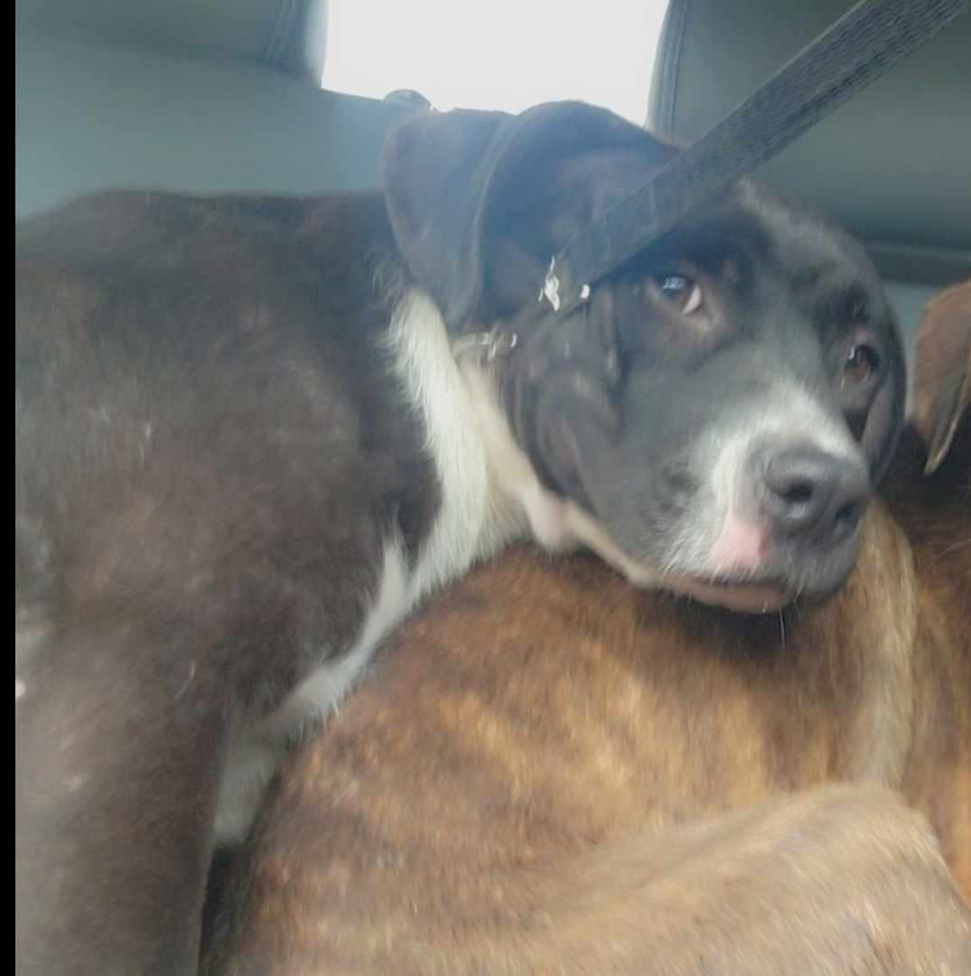 Enlarge Duke, a Adoptable mixed breed in Lonsdale, AR image 4/6