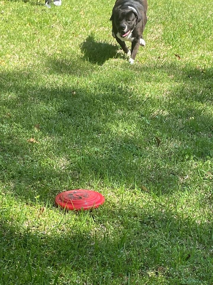 Enlarge Duke, a Adoptable mixed breed in Lonsdale, AR image 2/6