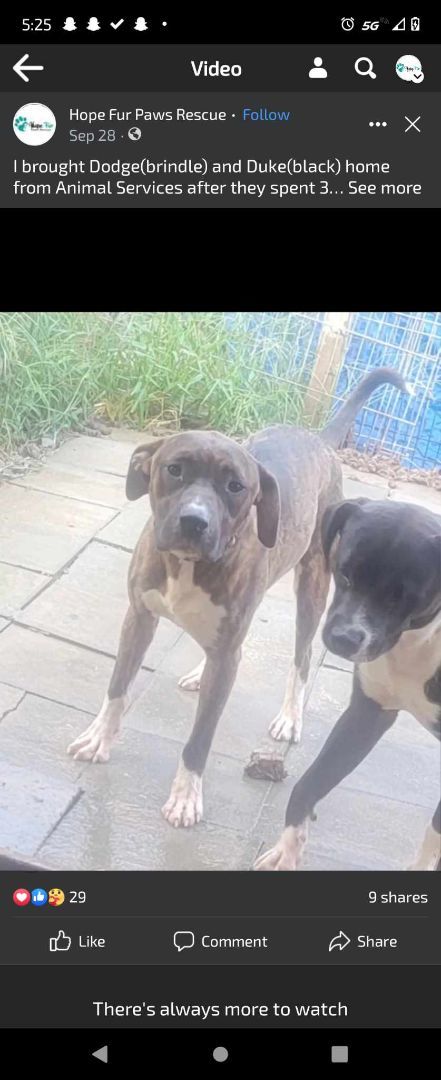 Enlarge Duke, a Adoptable mixed breed in Lonsdale, AR image 6/6