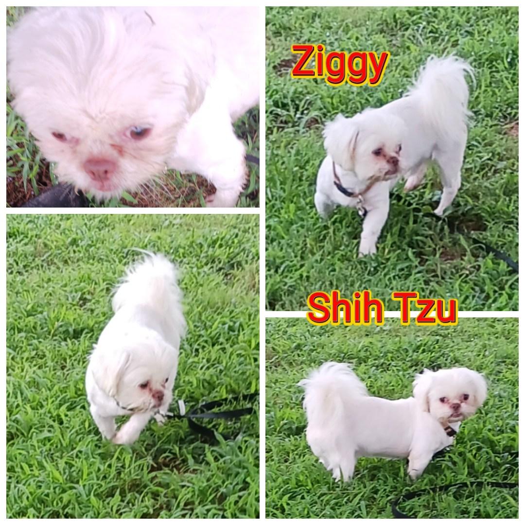 Ziggy, Adult Male unknown