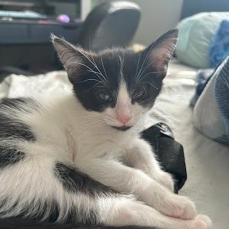Sasquatch, Adoptable, Young Male Domestic Short Hair.