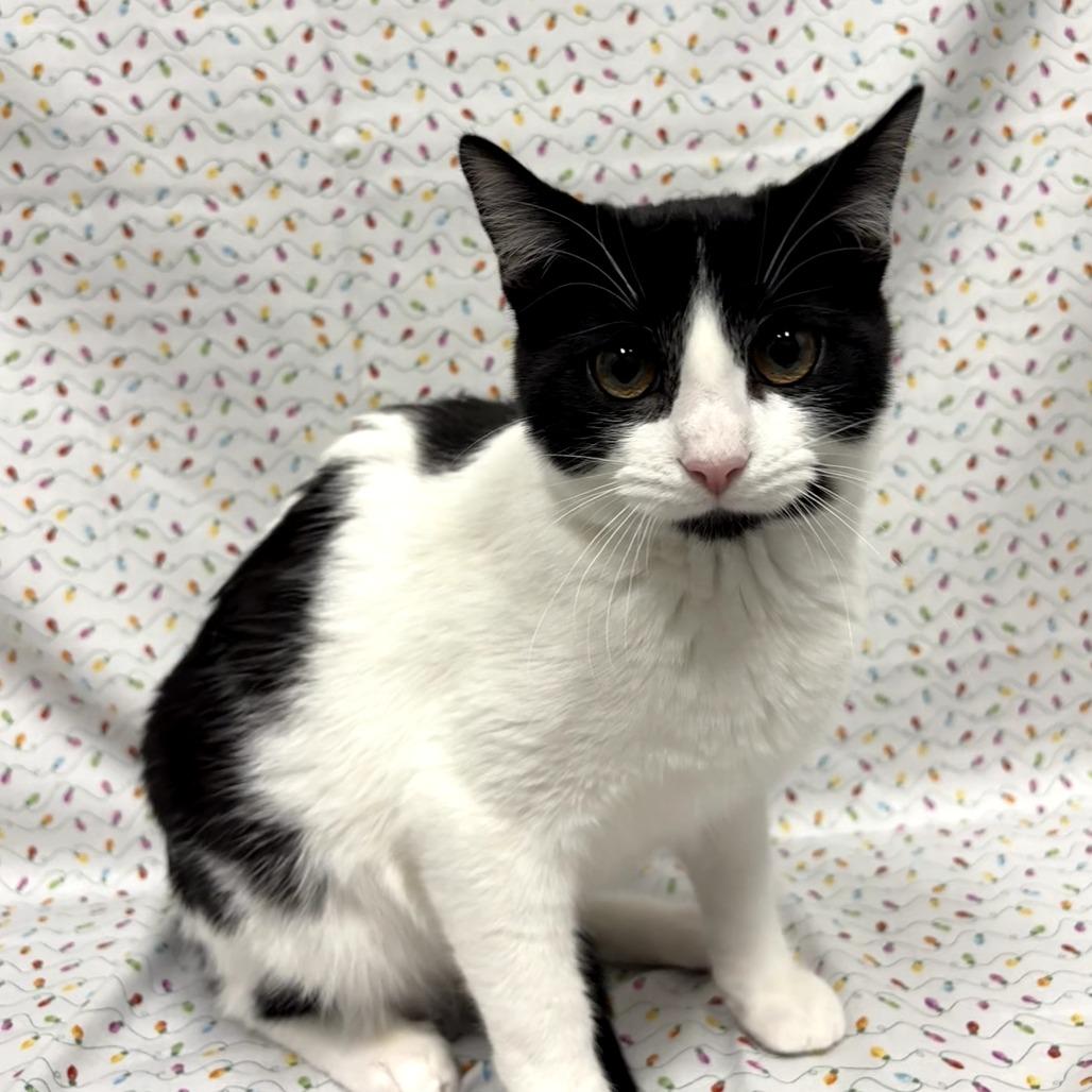Enlarge Sasquatch, a Adoptable Domestic Short Hair in Delaware, OH image 2/5