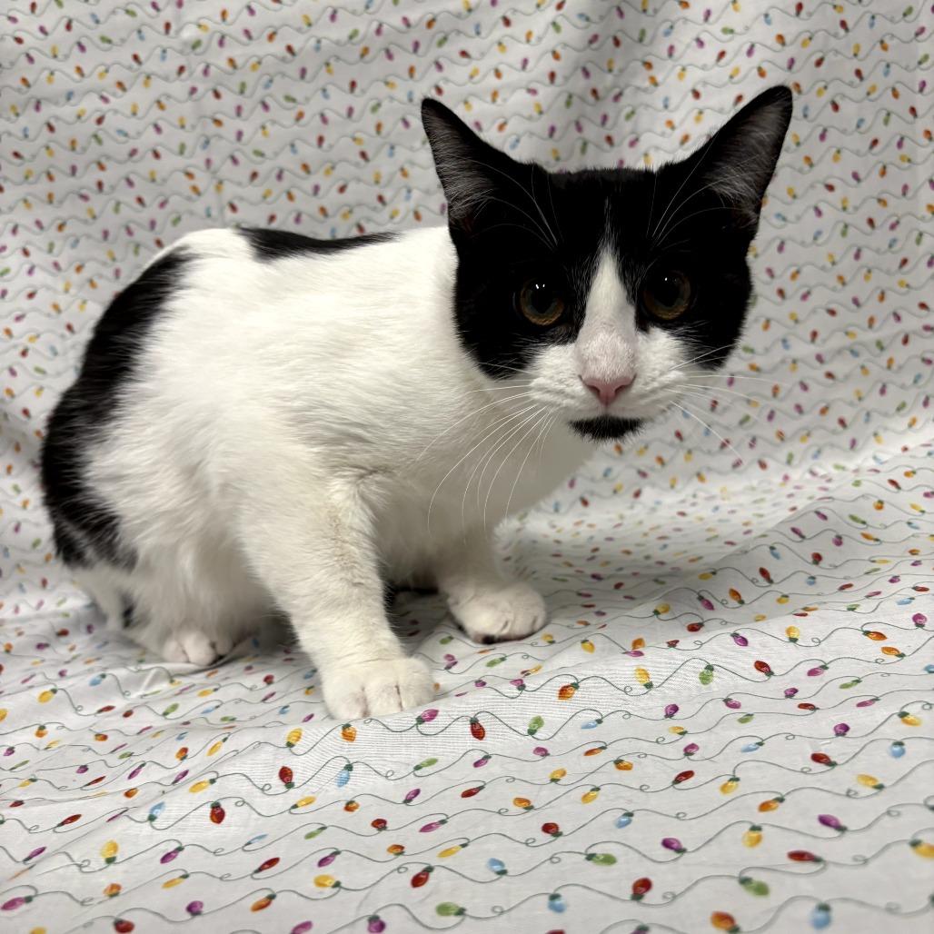 Enlarge Sasquatch, a Adoptable Domestic Short Hair in Delaware, OH image 3/5