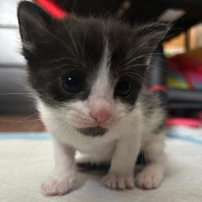 Enlarge Sasquatch, a Adoptable Domestic Short Hair in Delaware, OH image 4/5