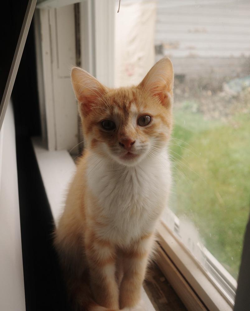 Enlarge Frack, a Adoptable mixed breed in Mishawaka, IN image 3/5
