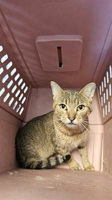 Enlarge ELLA, a Adoptable Domestic Short Hair in Paradise, CA image 1/1