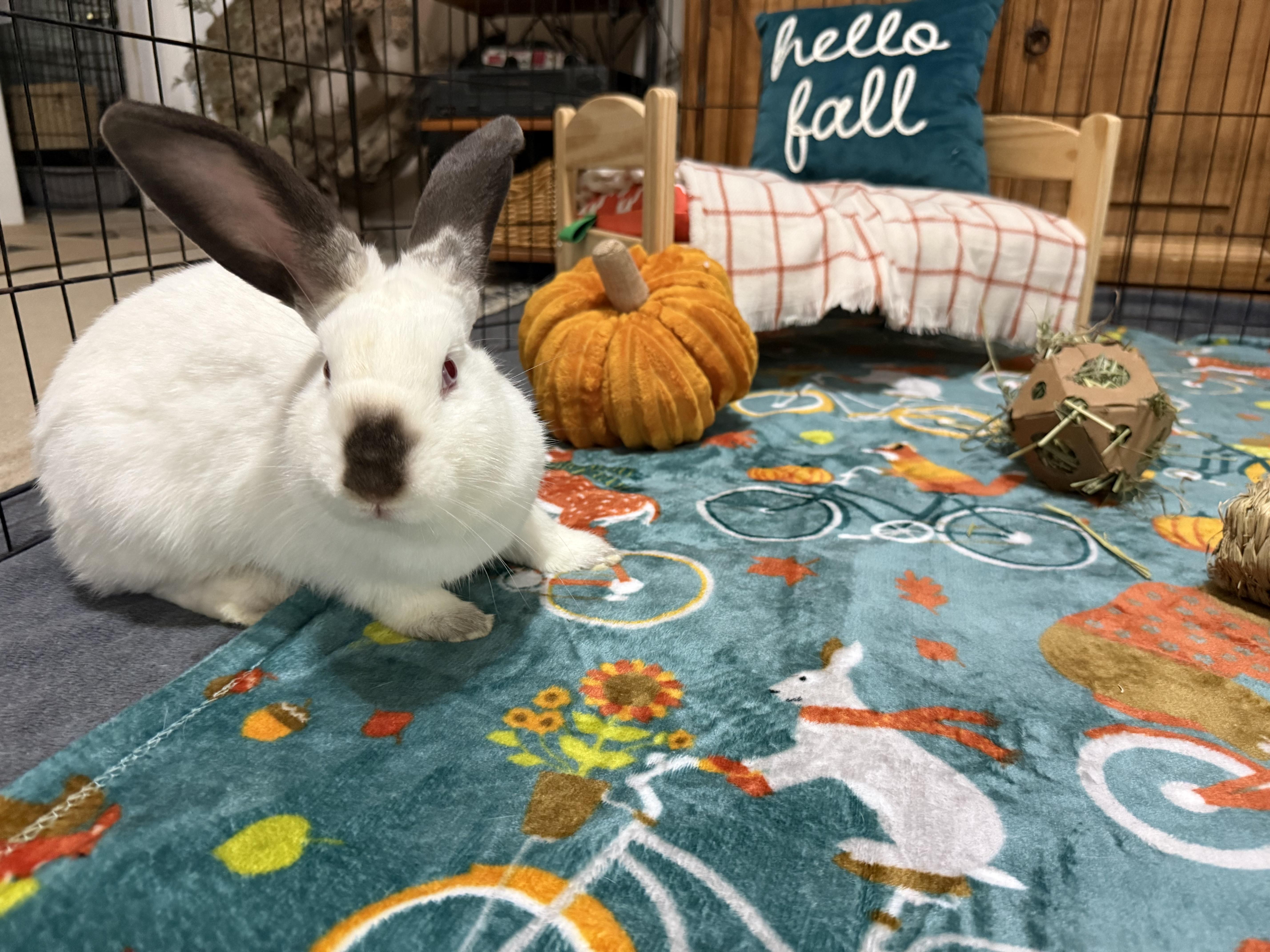 Hoppy, Adoptable, Baby Female Californian.