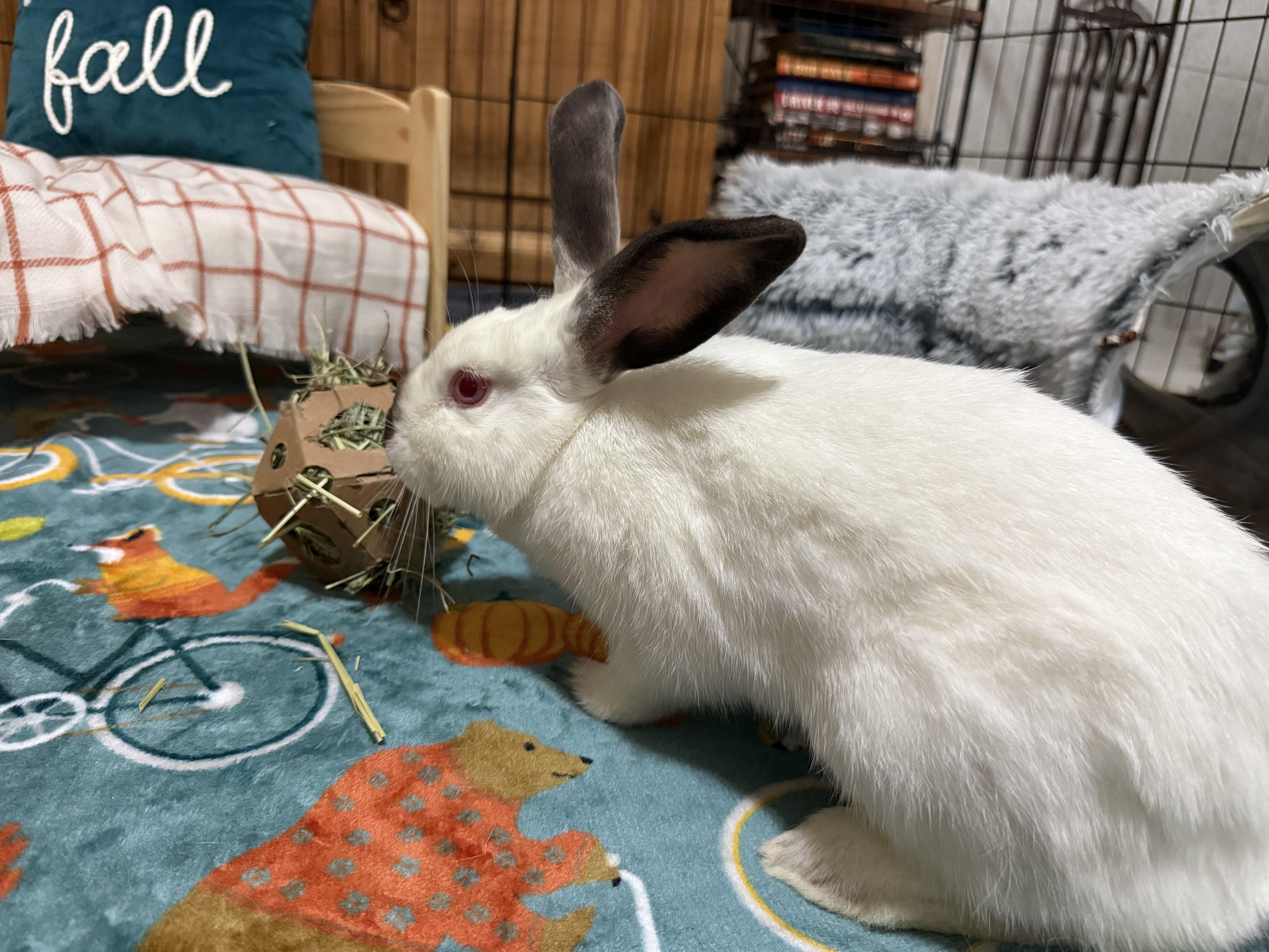 Enlarge Hoppy, a Adoptable Californian in Little Rock, AR image 3/4