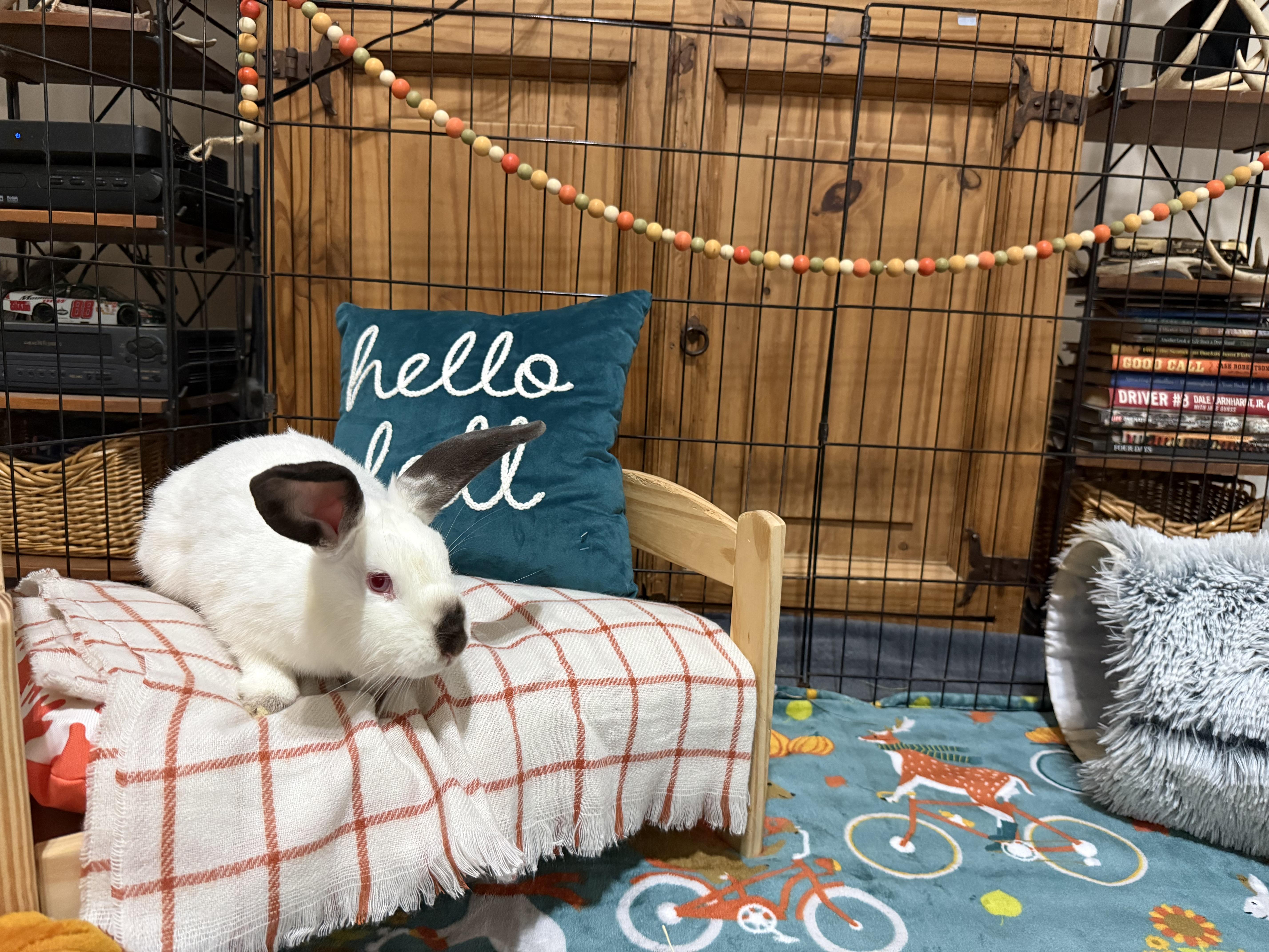Enlarge Hoppy, a Adoptable Californian in Little Rock, AR image 2/4