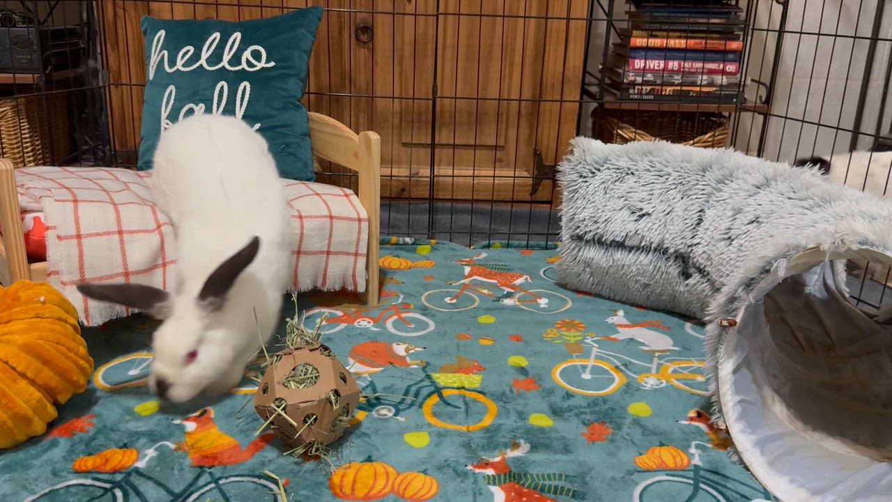 Enlarge Hoppy, a Adoptable Californian in Little Rock, AR video 4/4