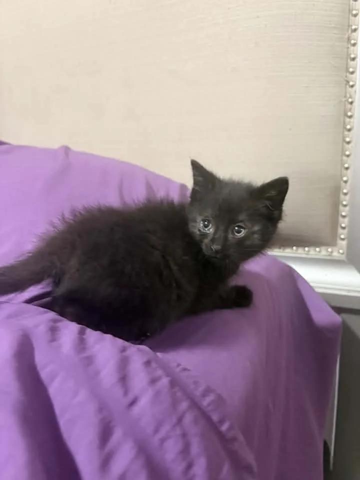 Enlarge Piney, a ADOPTABLE Domestic Short Hair in Davison, MI image 2/2