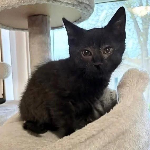 Piney, ADOPTABLE, Kitten Male Domestic Short Hair.