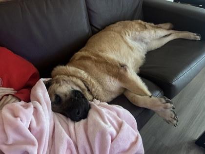 Adele — thumbnail 3